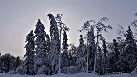 Photographers flock to Riding Mountain National Park to capture winter wonderland | CBC News