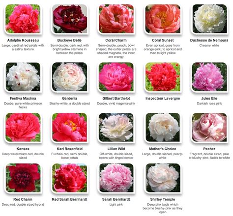 Peony Guide | Flirty Fleurs The Florist Blog - Inspiration for Floral ...