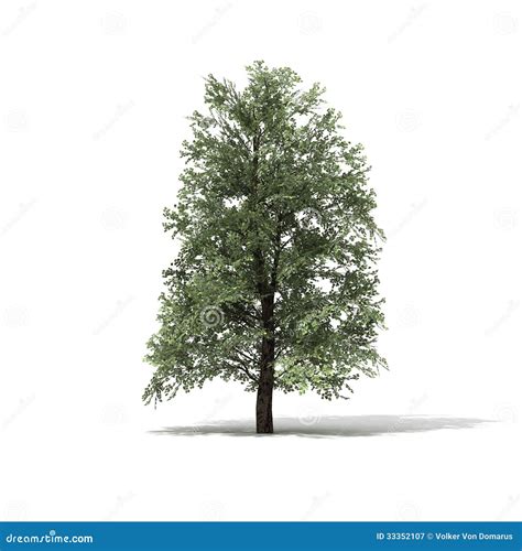 Linde stock illustration. Illustration of rendered, large - 33352107