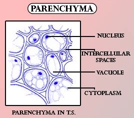 Water storage tissues have(a) Large-sized thin-walled cells(b) Mucilage ...