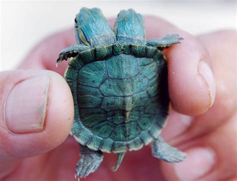 At-Pic: The two-headed baby turtle