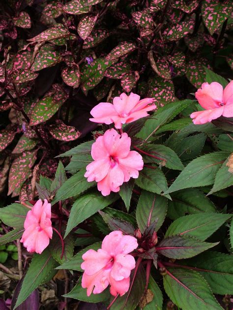 Annual Flowers for Shade Gardens | HGTV