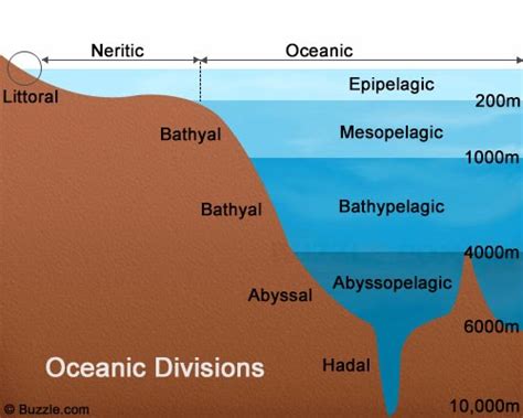 Honors Biology : Biome Travel Blog: Marine Pelagic