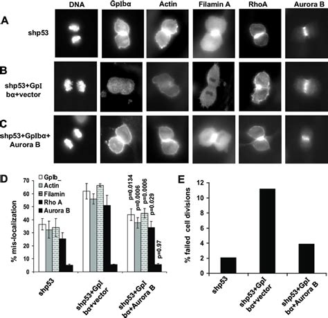 Normalization of mislocalized cleavage furrow proteins and cytokinesis... | Download Scientific ...