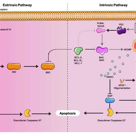 | Mitochondrial dysfunction during aging. Healthy mitochondria produce... | Download Scientific ...