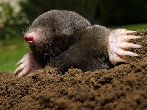 Moles Removal & Control in Virginia - Moles Digging in Yards