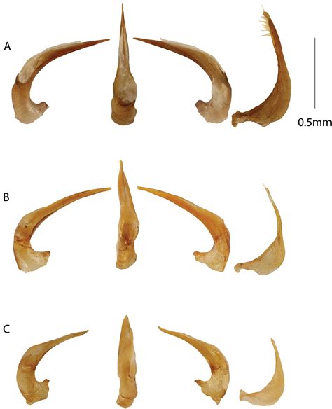 Discovery of a specialist Copelatinae fauna on Madagascar: highly ...