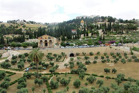 Jerusalem Olive Trees Photograph by Munir Alawi - Fine Art America