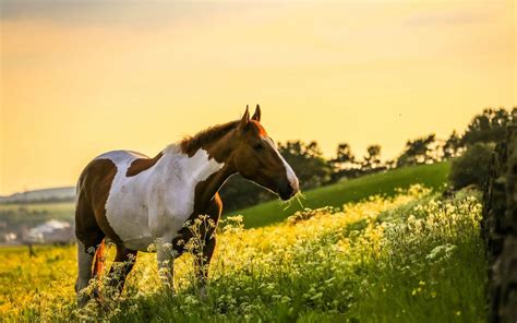 Spring Horse Wallpapers - Top Free Spring Horse Backgrounds - WallpaperAccess