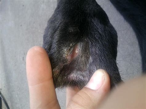 Dog Resistant Staph Infection - Franklin and Nashville TNVet