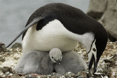 Chinstrap Penguin | Facts, pictures & more about Chinstrap Penguin