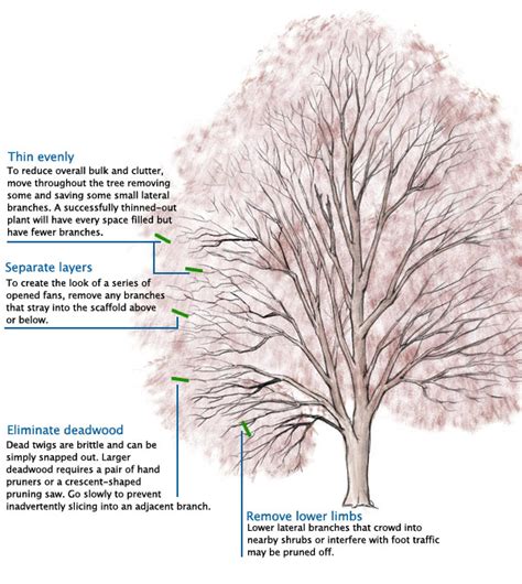 Learn to Prune Japanese Maples