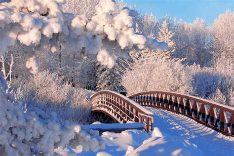 Winter bridge stock photo. Image of holiday, cold, trees - 1960138