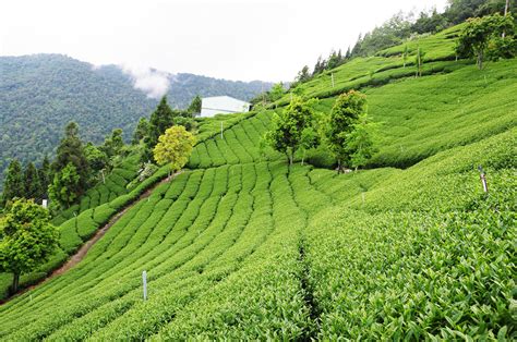 Taiwan Tea Garden