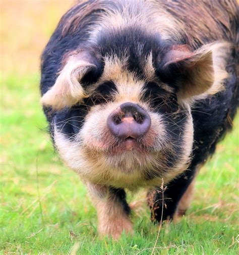 American KuneKune Pig Society - Home | Pet pigs, Pig breeds, Cute piglets