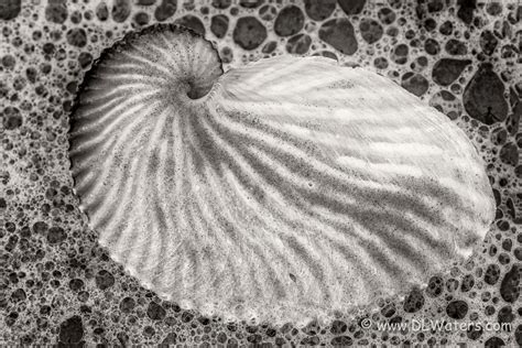 Paper Nautilus Shell