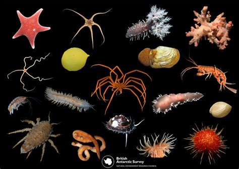 The bizarre marine creatures of Antarctica - Australian Geographic