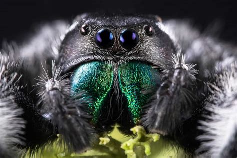 Can Spider Fangs Grow Back? Let’s Find Out – School Of Bugs
