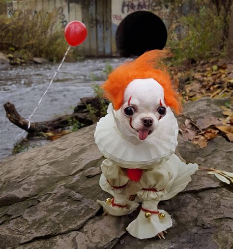 This needs to be here: Reddit meet Pennywise Chihuahua https://ift.tt/2N2E0Eo | Scary dogs ...