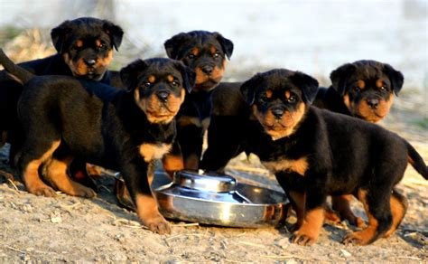 Puppies For Sale: Rottweiler Puppies For Sale now