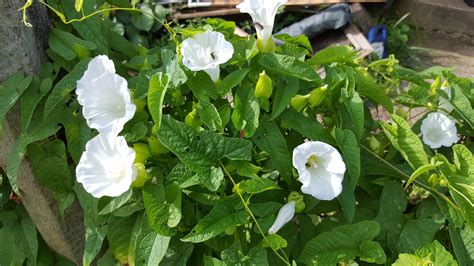 Very fast growing, invasive vine with white trumpet shaped flowers. It will creep accross the ...