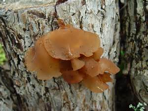 Mushrooms of Berry Springs Park and Preserve