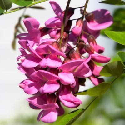 Pink Wisteria Vines for Sale | BrighterBlooms.com