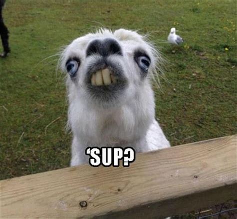 38 Alpaca Memes That Will Either Be The Funniest Or Weirdest Thing You ...