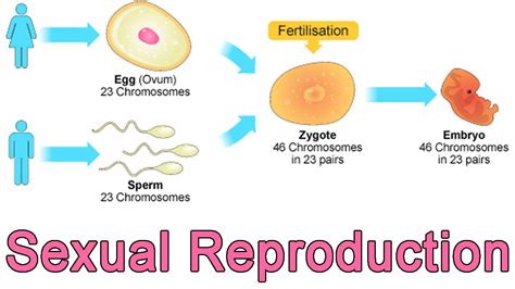 Introduction of Reproduction ~ Biology Blog