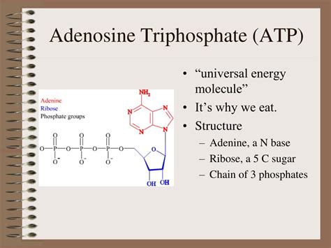 PPT - Adenosine Triphosphate (ATP) PowerPoint Presentation, free download - ID:1150733