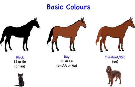 Horse Genetics 2.0: Colours | Laboratoire de génétique vétérinaire