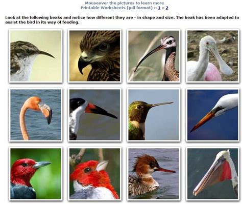 Printable Bird Beak Adaptation Lab With Answer Key