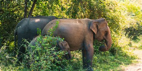 Where to see elephants in Cambodia | GVI | GVI