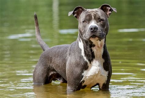 American Staffordshire Terrier - Amstaff - Dog Breed Info. videos, FAQs | Staffy dog, American ...