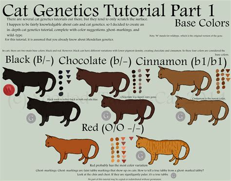 Cat Genetics Tutorial Part 1 (Base Colors) by Spotted-Tabby-Cat on DeviantArt