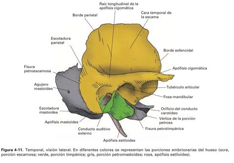 Hueso temporal (1) | Anatomy, Human anatomy, Medicine student