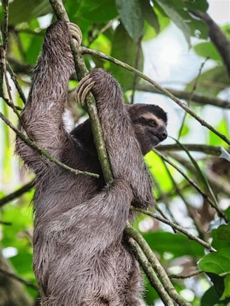 Meet these animals that hug trees