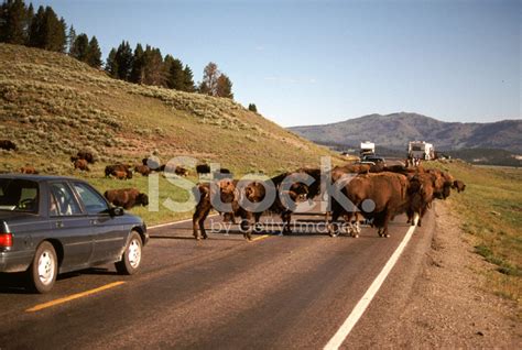 Buffalo Jam: American Bison Blocking A Road In Yellowstone Np Stock Photo | Royalty-Free ...