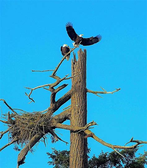 Eagles watching over their nest Photograph by Maralei Keith Nelson ...