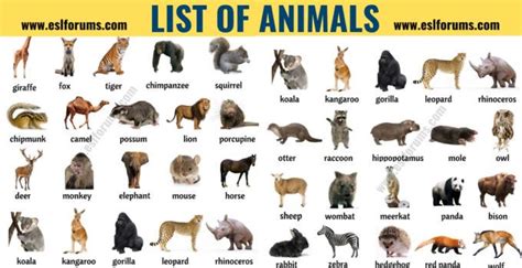 List of Animals: A Big Lesson of Animal Names with the Pictures! - ESL Forums | List of animals ...