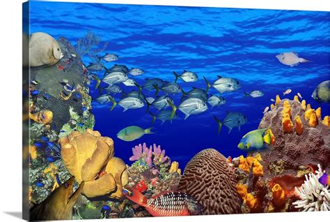 School of fish swimming near a reef Wall Art, Canvas Prints, Framed ...