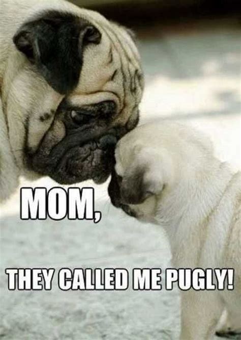 101 Lovable Pug Memes That Are Too Puggin' Cute