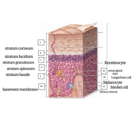 [Solved] can I get this labeled. EPIDERMIS 51. Stratum basale 52. Stratum... | Course Hero