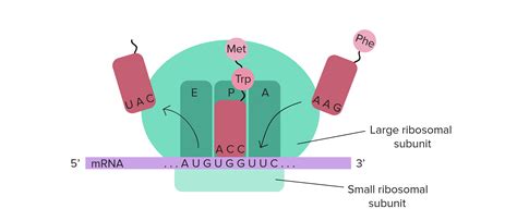 tRNAs and ribosomes | Translation | Central dogma (DNA to RNA to ...