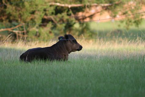 Clear Creek Farm: Calving Season