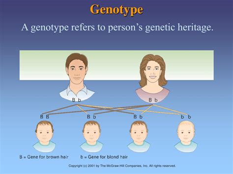 PPT - Chapter 3 Genes, Environment, and Development PowerPoint Presentation - ID:3016916