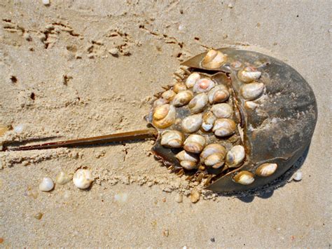 Horseshoe Crab Pictures Of Sea Creatures, Weird Creatures, Underwater Creatures, Ocean Creatures ...