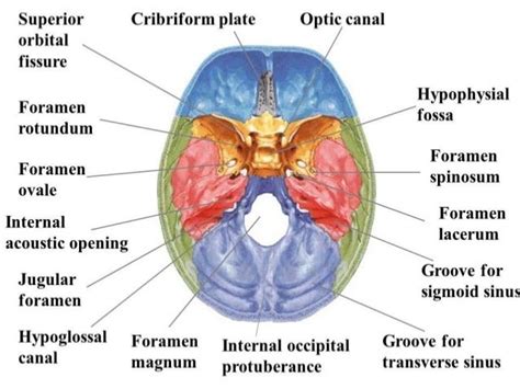 Sphenoid bone (osteology)