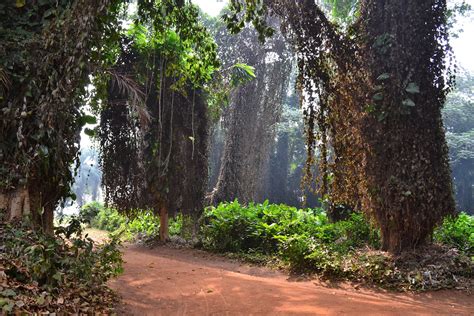 Windshields and Rear-view Mirrors: Entebbe Botanical Gardens