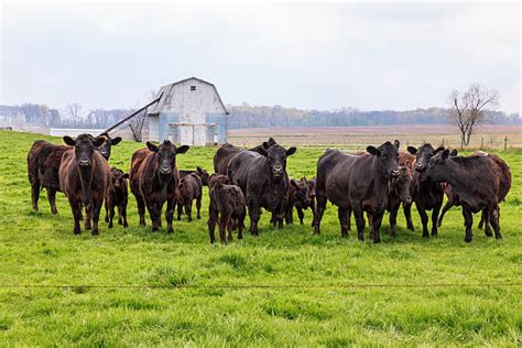 Black Angus Cattle Pictures, Images and Stock Photos - iStock